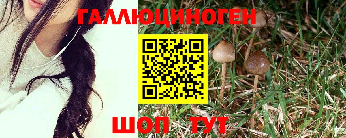 Псилоцибиновые грибы GOLDEN TEACHER Тосно